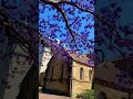 It&rsquo;s raining Jacaranda in Sydney !!#jacaranda #sydney