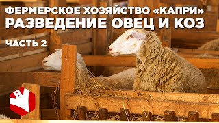 Овцеводство в России | Фермерское хозяйство Капри | 2 часть