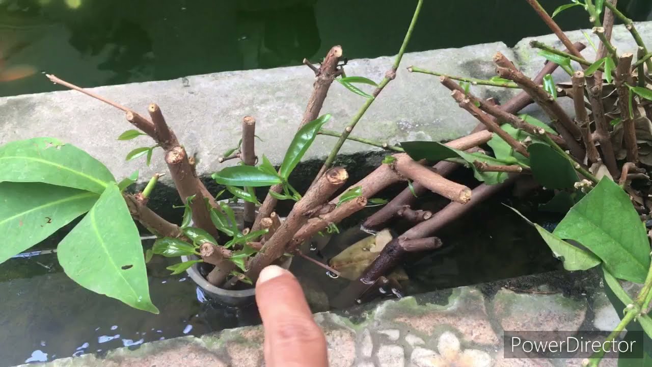 Stek Jambu Air dengan Media Air TANPA SUNGKUP...!!!!