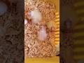 Look at these Little fluffballs ✨🐣💖 #cockatielscraze #DreamTrackAI Little fluffballs