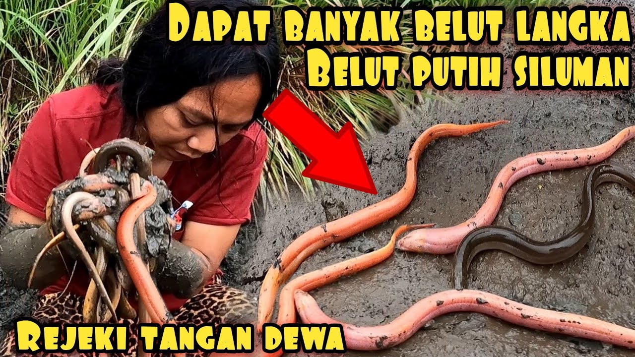 БОЖЬЯ РУКА ВСЕГДА УДАЧЛИВАЯ В ПОЛУЧЕНИИ НАТУРАЛЬНЫХ БЕЛЫХ АЛЬБИНОСОВ