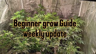 Beginner grower journey:Final week of veg Transformation before flower