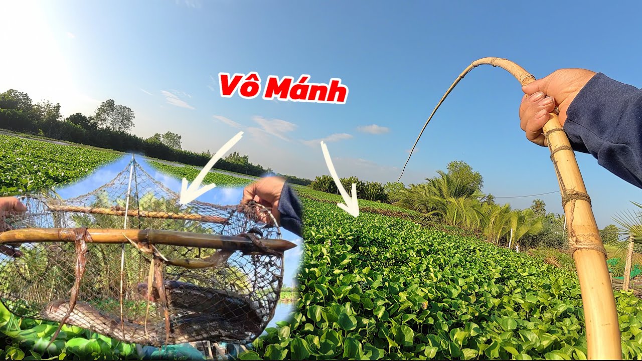 Thăm Lờ Câu Cá Ngày Săn Bắt Trúng Mánh / Định Nguyễn Hậu Giang