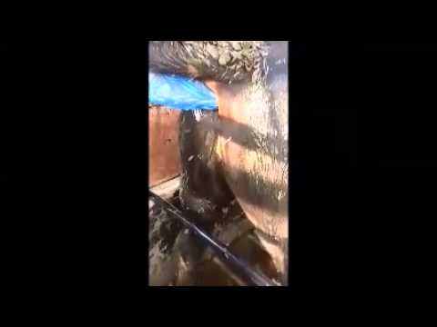 bovine artificial insemination demonstration youtube artificial insemination in cattle