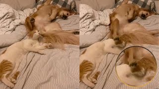 Dog Kicks Cat Directly In The Face