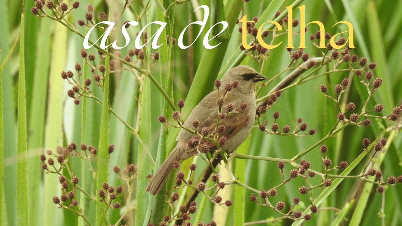 Asa-de-telha e mais registros