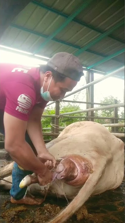 Cikgu Bahasa Melayu, Muhammad Amri Azmi mahir bidan lembu sado!