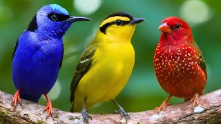 The Most Amazing Small Birds 🌿 Relaxing Bird Sounds for Sleep & Stress Relief 🕊️ Breathtaking Nature screenshot 2