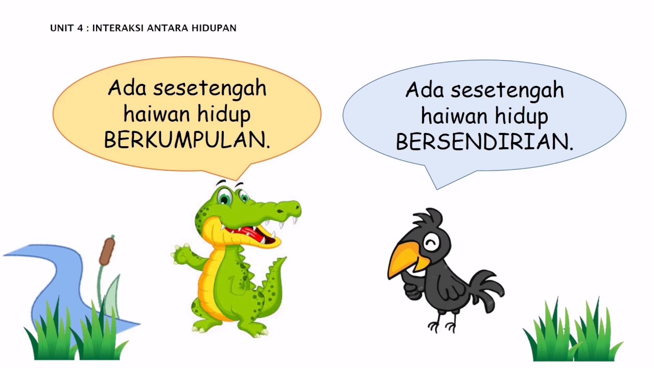 Interaksi Antara Hidupan Cikgu Shahirah Youtube