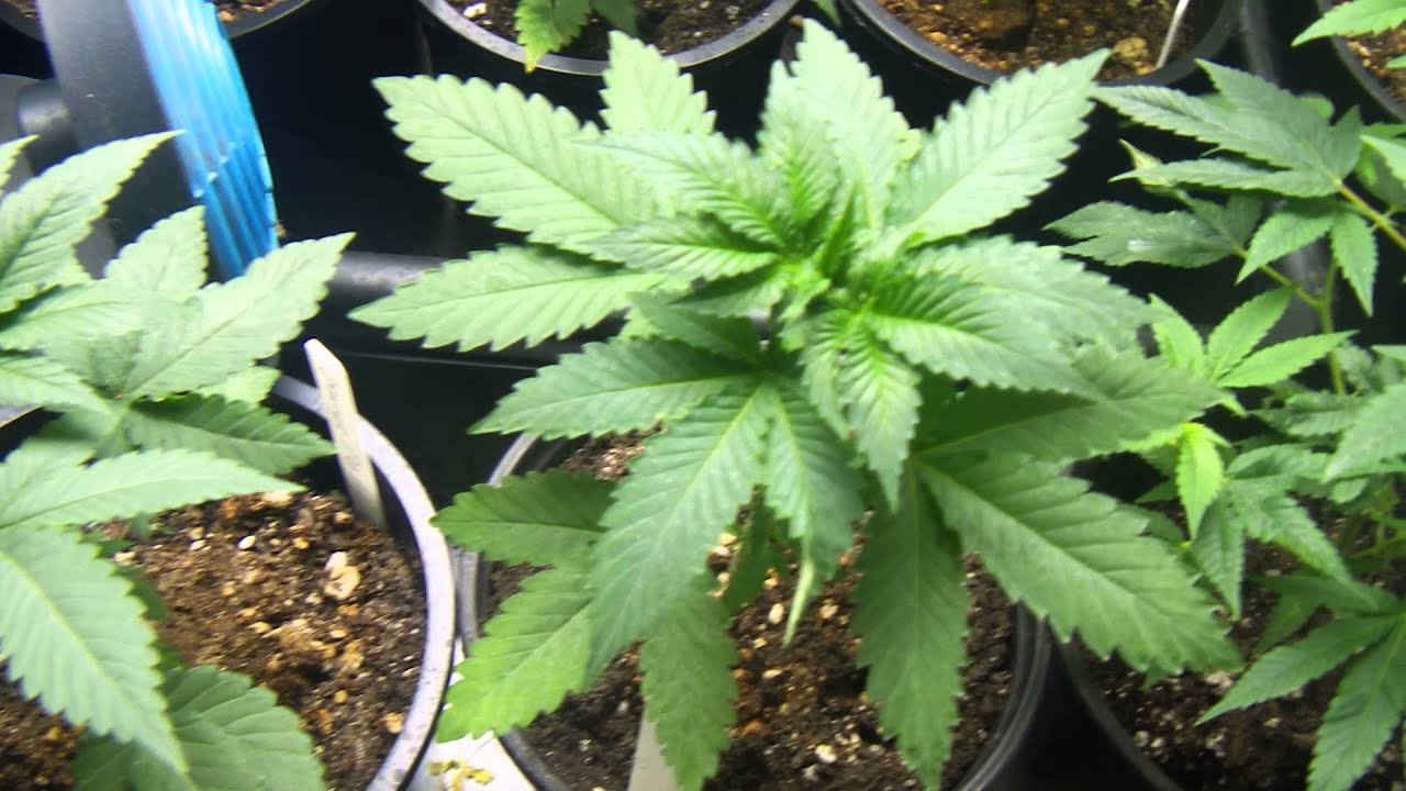 veg update /strain list