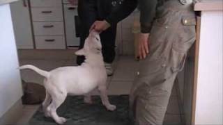 Método Cognitivo Emocional Con Cachorro Bull Terrier Akane