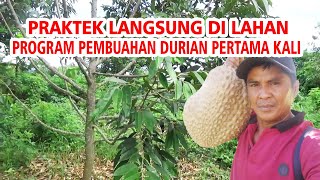 Kita Langsung Praktek ❗ Program Pembuahan Durian Pertama Kali  Di Kebun versi IRP  Part 1 screenshot 5