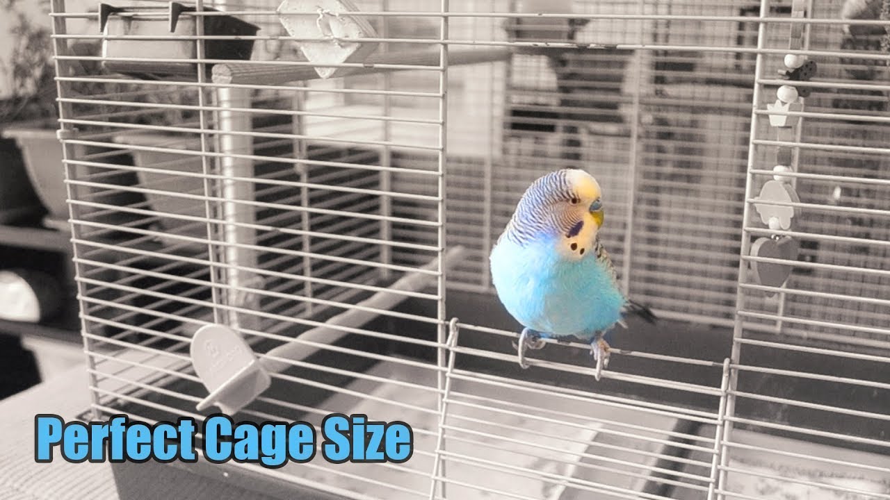 Perfect Cage Size for Two Budgies 