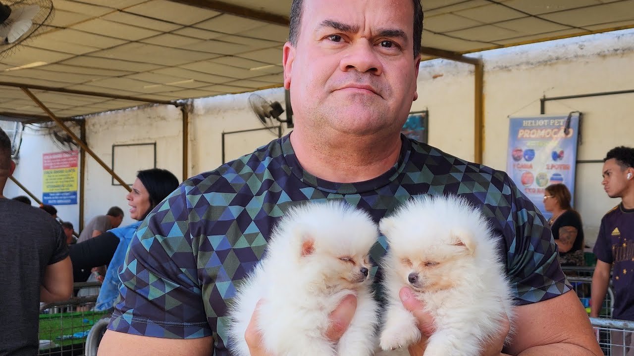 FEIRA DE  FILHOTES CÃES ,CAXIAS ,PARTE 2,NOVIDADES.