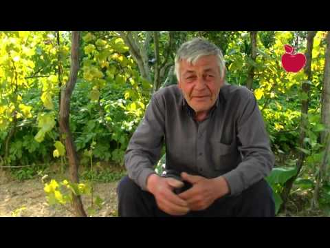 აჩაბეთიდან დევნილი ალე ბერუაშვილი  სკრის დასახლებაში ვერ ძლებს