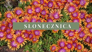 Słonecznica Przypołudnik Delosperma Sukulent - Uprawa, Wymagania, Zalety