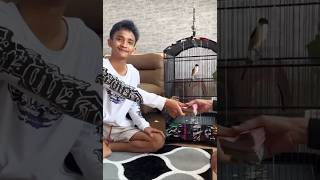 goodbye Hercules long-tailed shrike