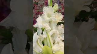 Beautiful flowers bouquet #flowerbouquet #flowertech9