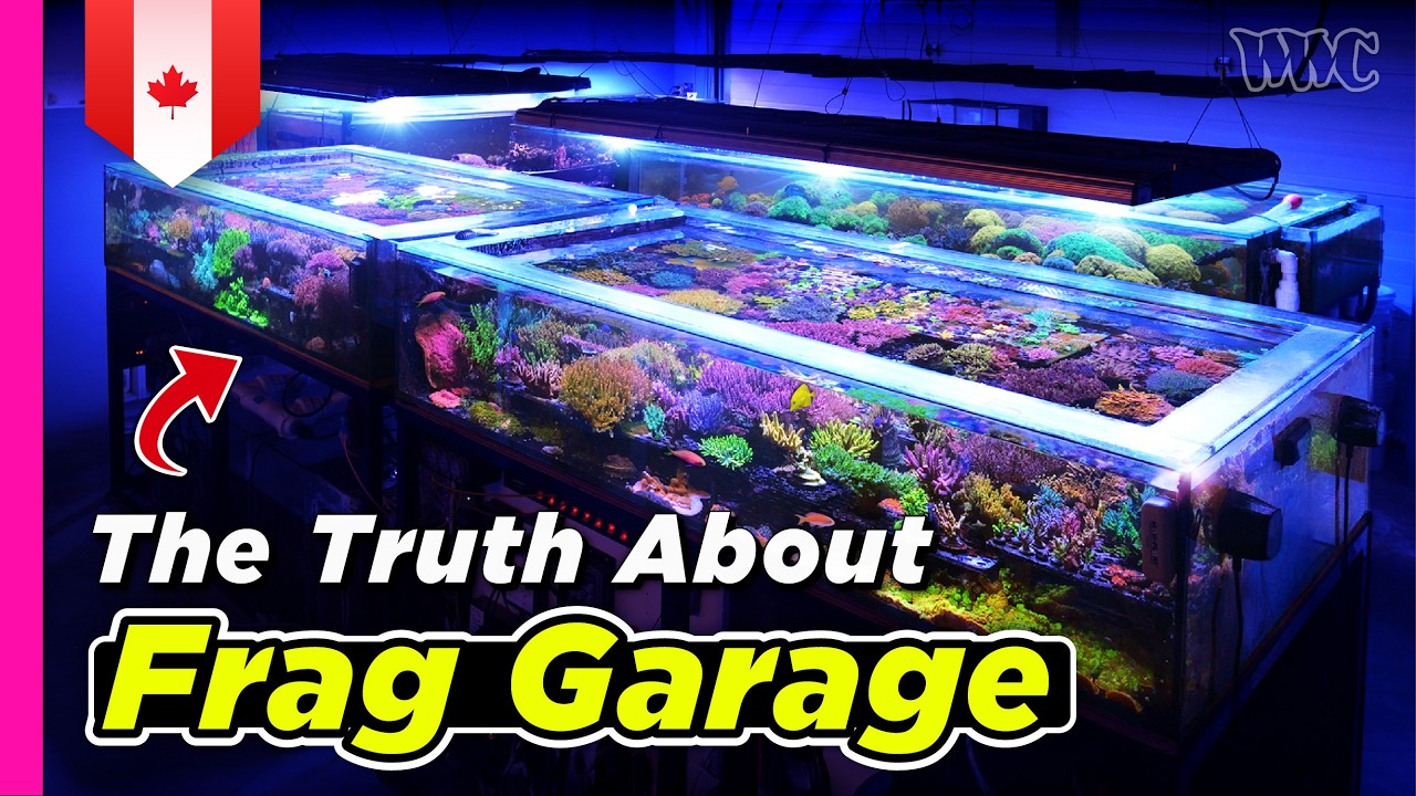 Внутри одной из лучших коралловых ферм Канады: гигантский 1000-галлонный завод Frag Garage