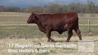 Pairs and Bred Santa Gertrudis