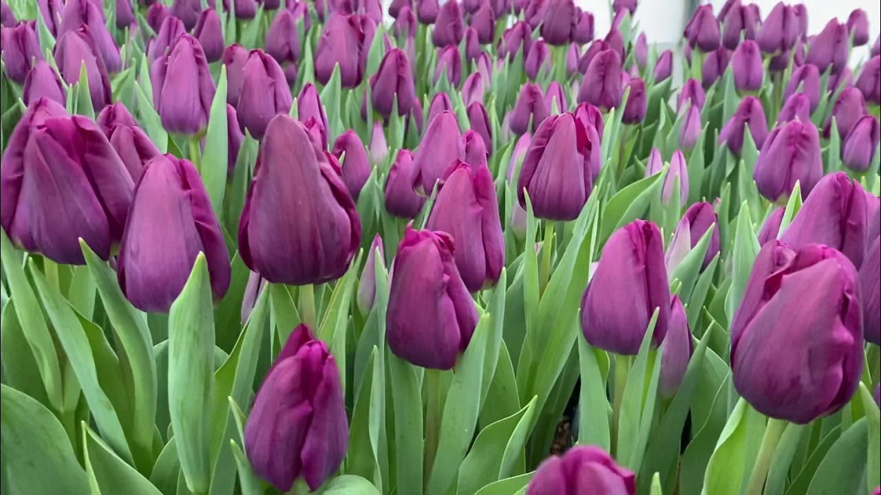 Purple eye тюльпан фото