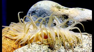 ヨロイイソギンチャク Anthopleura Uchidai Youtube