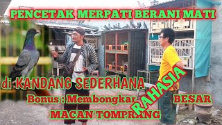 KANDANG TERNAK MERPATI TRAH JUARA YOGYAKARTA !! PANGGUNG MATARAM KARANG WATU MUNTILAN