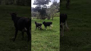 Presentación del celo en una Novilla con menos de un año de vida. #Ganaderiaymuchomas #vacas