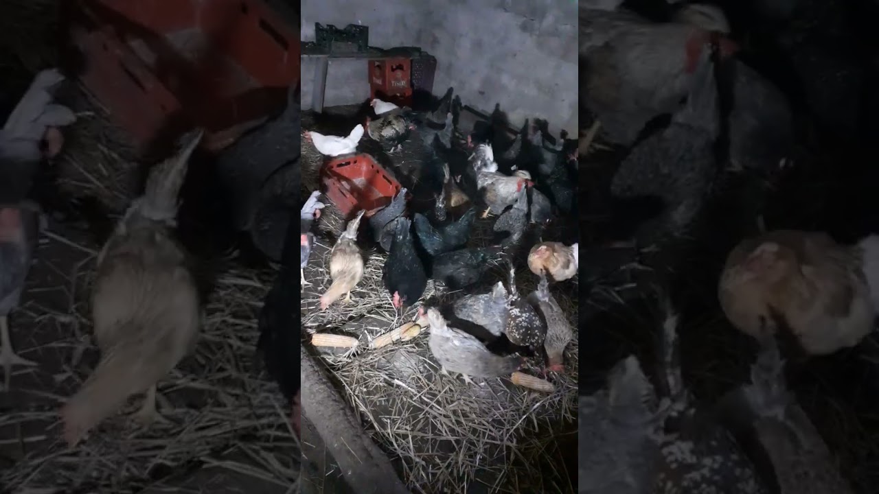 Moja hodowla kur ^^ karmienie