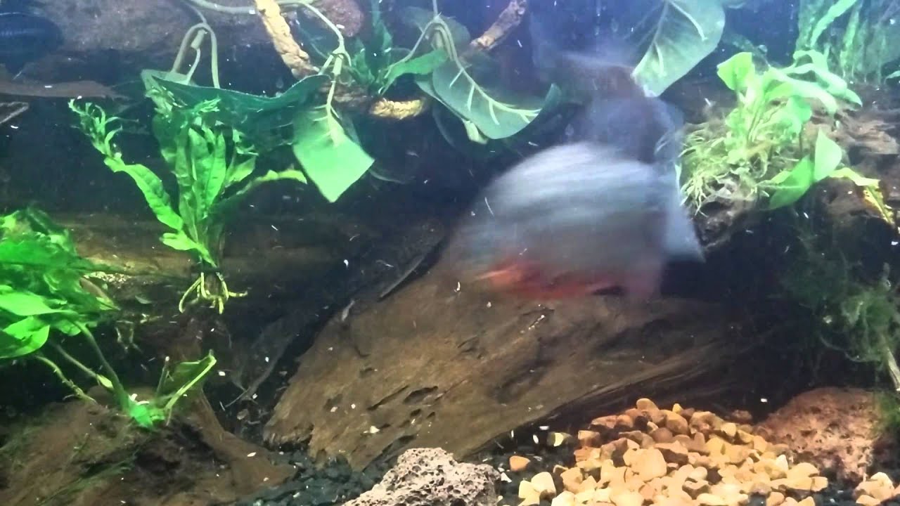 Piranha vs pacu rd 149 - YouTube