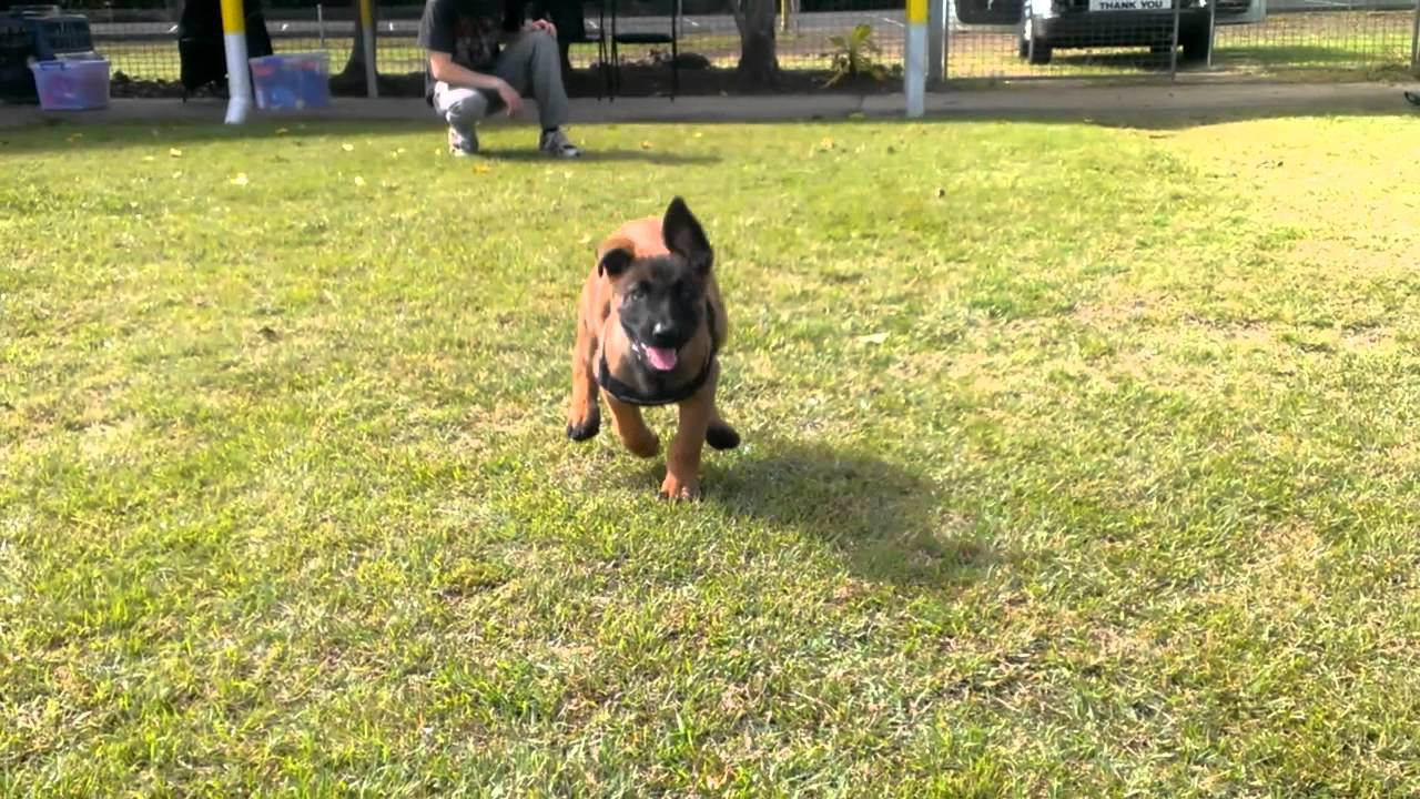Envy the malinois puppy recall training - Dog Matters Dog Training Bundaberg