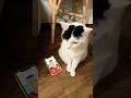 Ronaldo is calling my cat