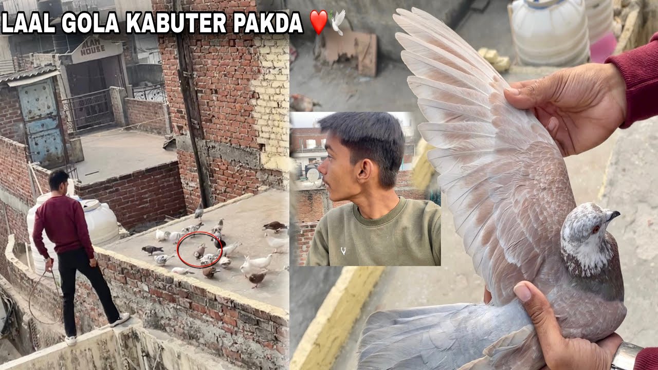 Laal Mokhya Kabuter Pakda ‼️🤫Sedi Ke Kabuter Chaht Per Agay 😱