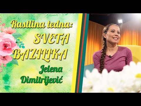 Video: Sveta bazilika ali tulsi: opis s fotografijo, videz, obdobje cvetenja, plodovi. Koristne lastnosti, terapevtski učinek, nasveti in pravila za razmnoževanje in nego