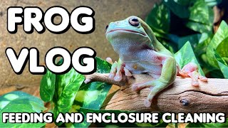 Cleaning My White’s Tree Frog Enclosure | Frog Vlog