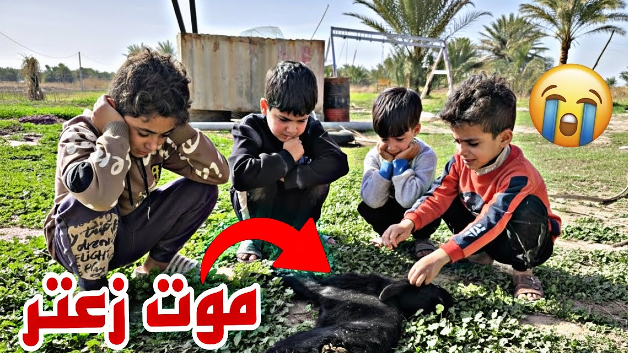 مات زعتر 😭 تكملت جزه من المحميه 