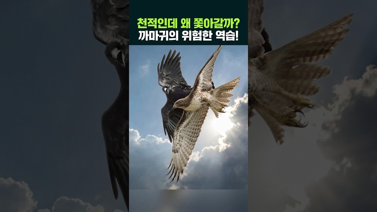 천적인데 왜 쫓아갈까? 까마귀의 뜻밖의 행동|동물언어 번역기 EP.1-①