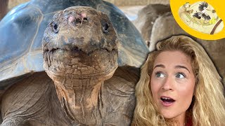 Meet a Real Life Torterra: The Galapagos Tortoise!