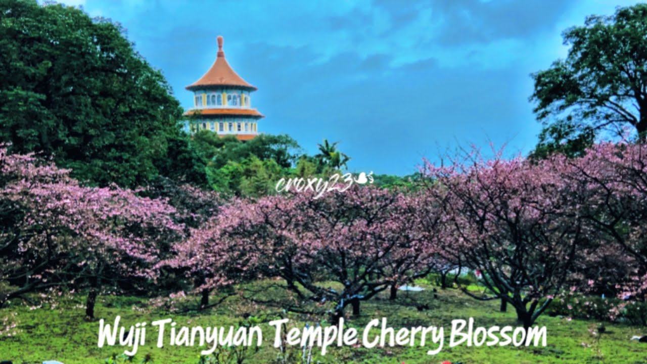 Насладитесь весенним бризом в храме Уцзи Тяньюань и в полной мере ощутите мимолетную красоту Сакуры.