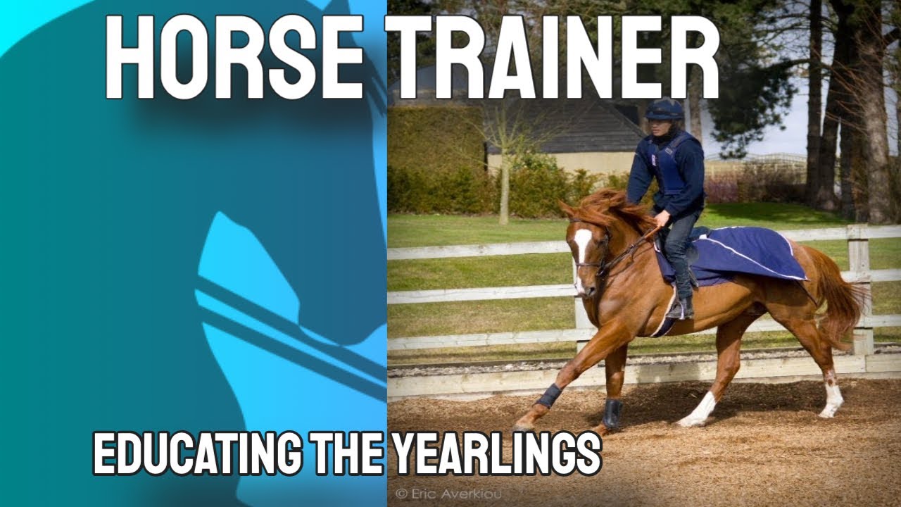Horse Trainer Educating the Yearlings YouTube