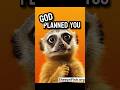 Planned meme animal #anxietyrelief #hope  #dailymotivation #healing #shortsvideo