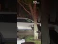 A massive Florida black bear made an unscheduled visit to a home in a Fort Myers neighborhood
