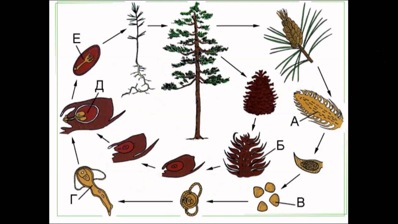 Размножение мужской шишки. Размножение голосеменных хвойных. Жизненный цикл голосеменных растений сосна. Цикл развития голосеменных растений. Размножение голосеменных сосна.