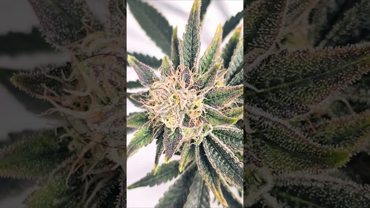 green gelato finishing up soon. day 3 week 9 