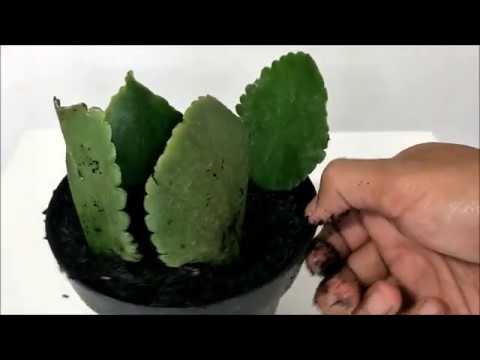 Video: Gloxinia: reproduksi dengan daun. Gloxinia: deskripsi, reproduksi, perawatan, penanaman