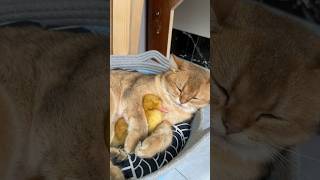 It's warm for the kitten to hug the duckling and sleep. (Click to watch the full version)