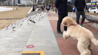 My dog is Sad because the Seagulls keep running away :'(