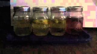 Mountain Dew Mouse Experiment Day 26