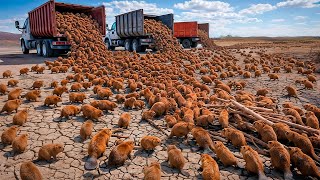 The US Dumped THOUSANDS of Beavers Into a Desert With ZERO Water—What They Built Is Unreal