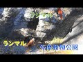 23.12 多摩動物公園 レッサーパンダ フジマル ランマル うっかりモートに落ちるマル